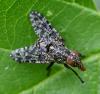 Platystoma sp.